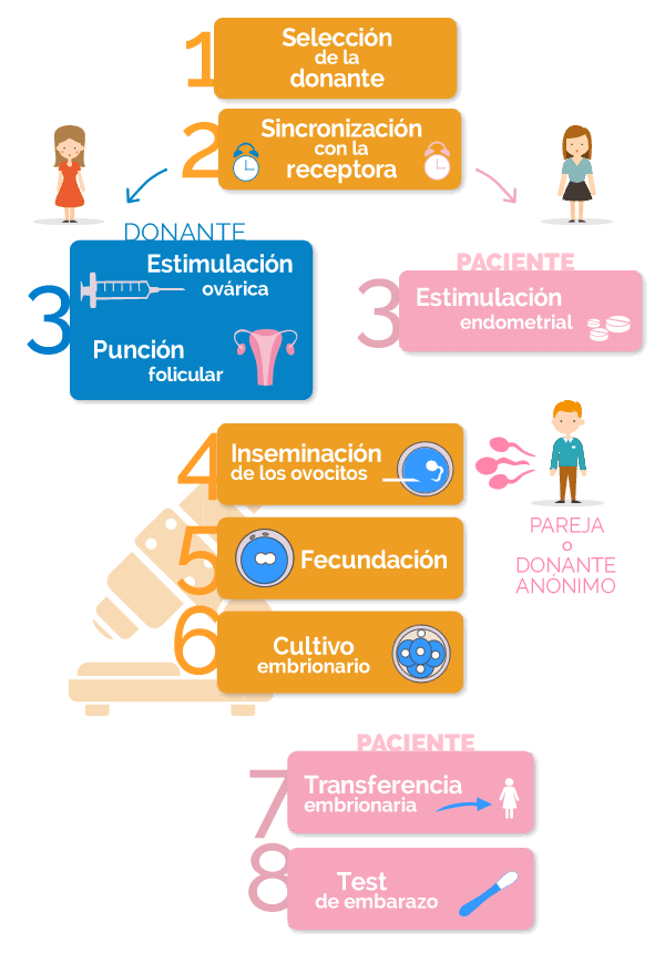 Proceso de Ovdonacíón paso a paso