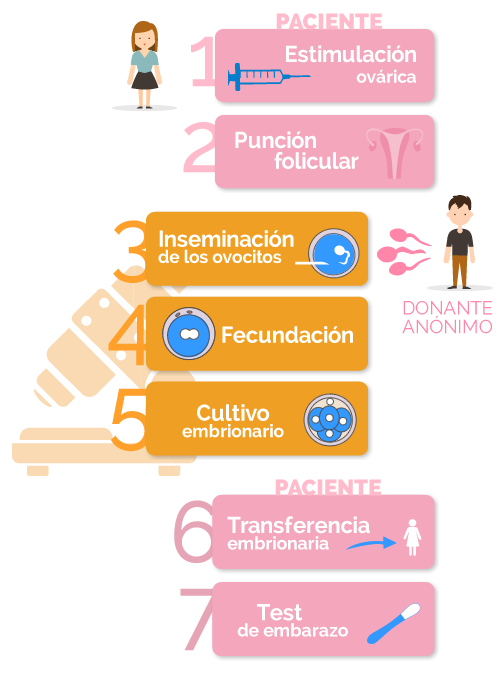 fases de la fecundación in vitro con semen de donante