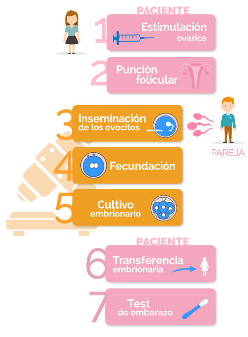 fases de la fecundación in vitro con semen de la pareja