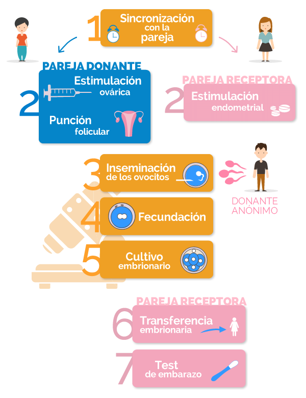 Phases of the ROPA Method: Shared Maternity for female couple