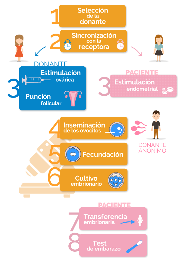 fases de la fecundación in vitro con ovodonación y semen de donantes anónimos