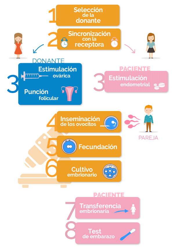 fases de la fecundación in vitro con ovodonación y semen de la pareja