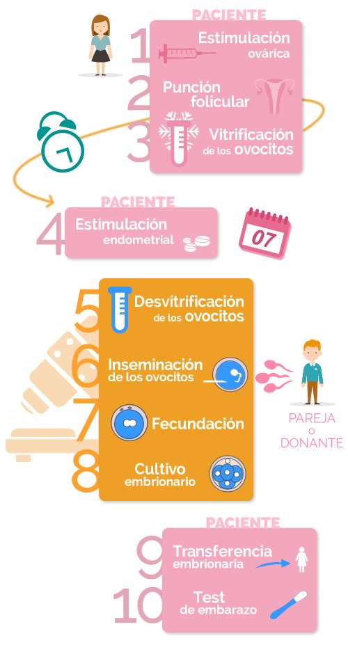 fases de la preservación de la fertilidad