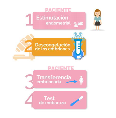 fases de la transferencia de embriones