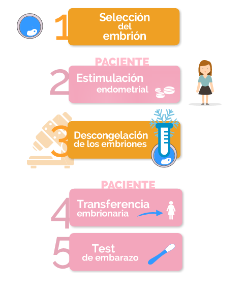 fases de la embrioadpción