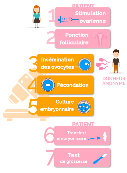 fases de la fecundación in vitro con semen de donante
