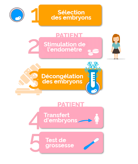 Phases de l'embryadaptation