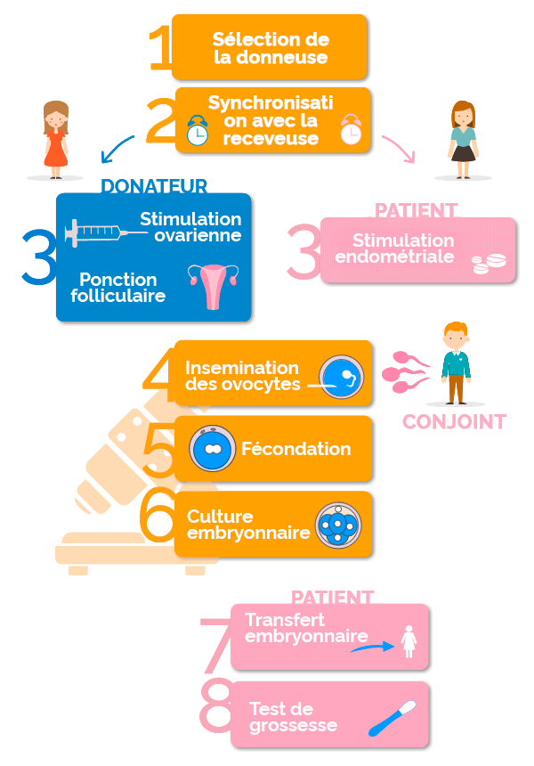 fases de la fecundación in vitro con ovodonación y semen de la pareja