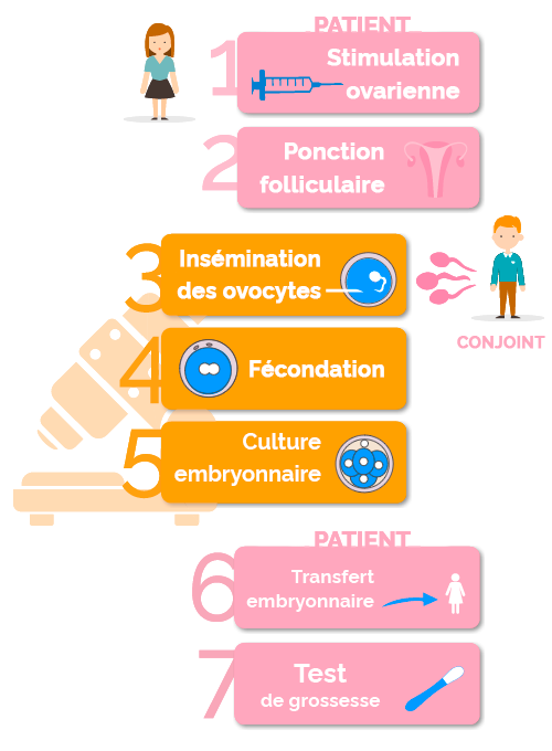 fases de la fecundación in vitro con semen de la pareja