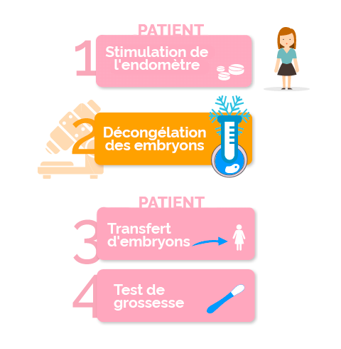 Les étapes du transfert d'embryons