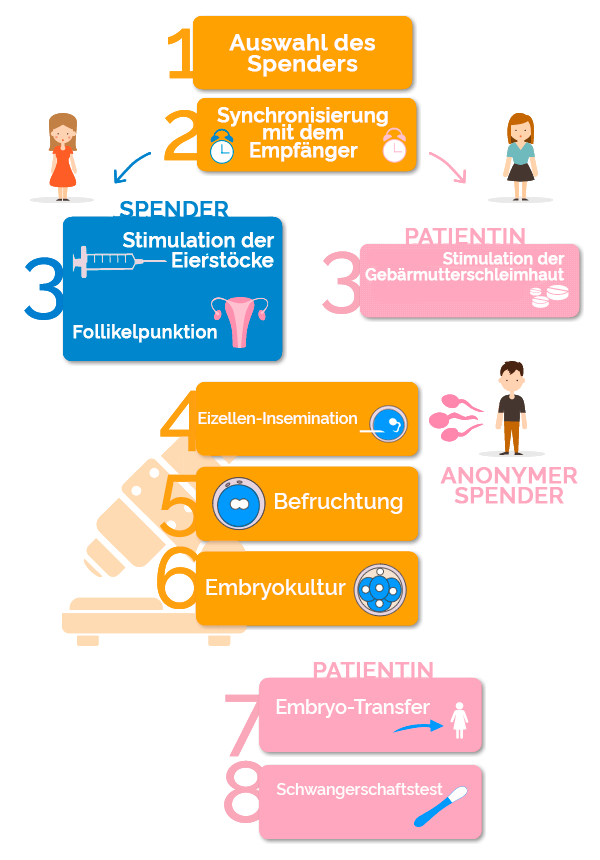 fases de la fecundación in vitro con ovodonación y semen de donantes anónimos