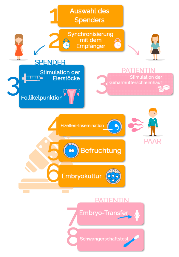 fases de la fecundación in vitro con ovodonación y semen de la pareja
